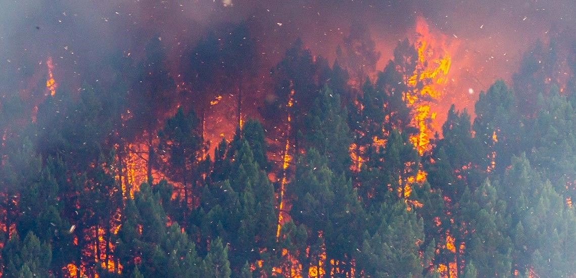 What would happen if your 25-year forestry investment was destroyed in hours?