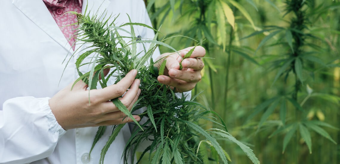 The Cannabis Insurance Market